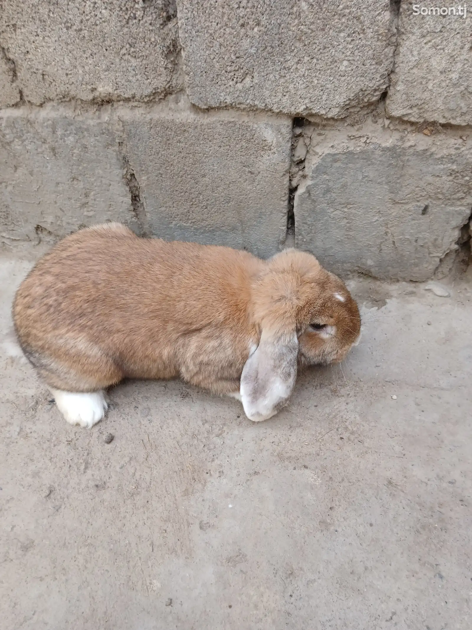 Кролик породы Французский баран