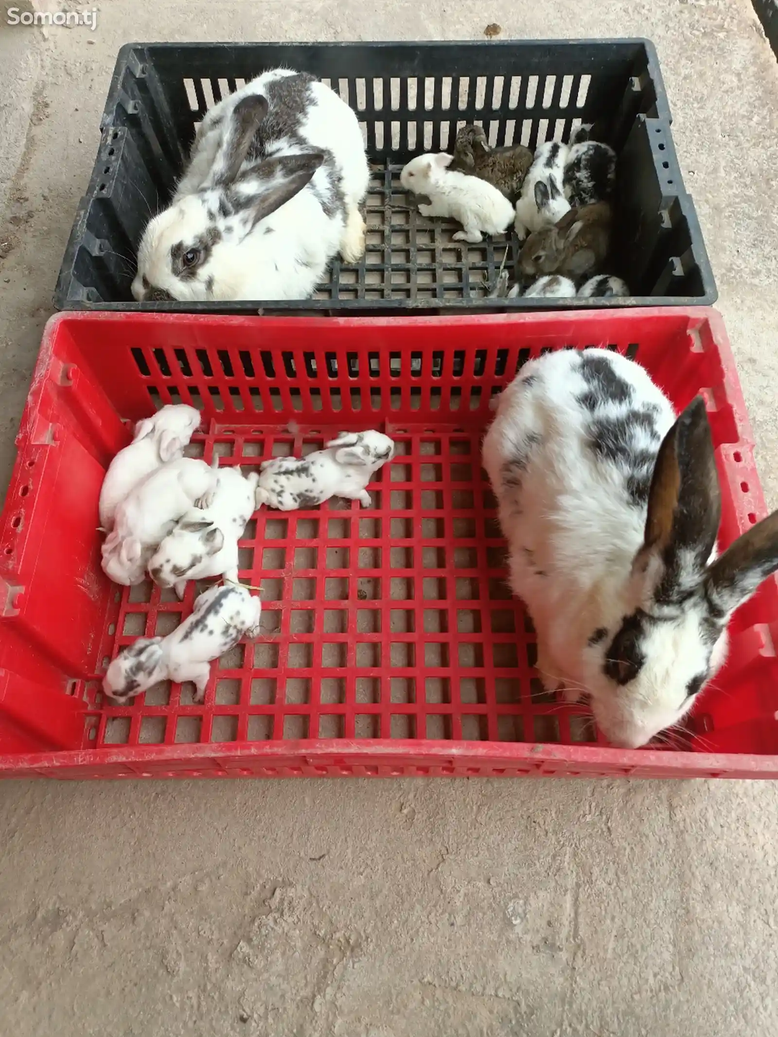 Кролик с крольчатами-2