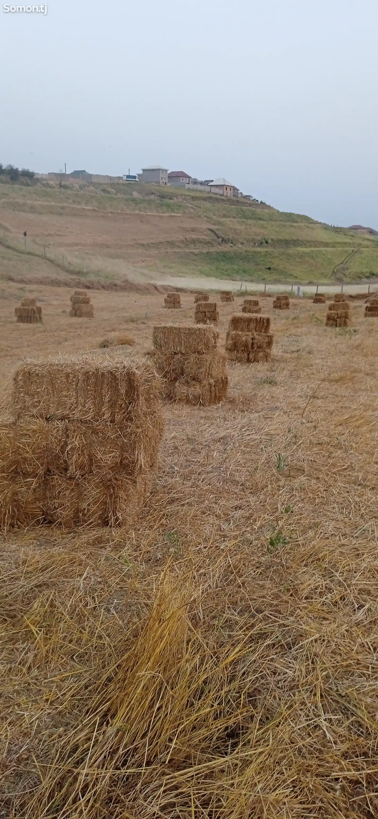 Пресси алаф-1