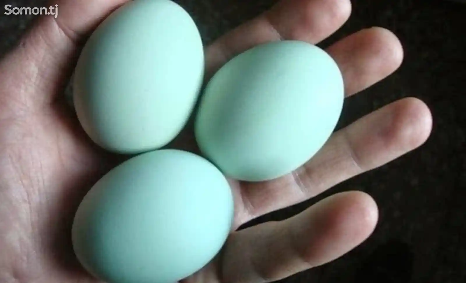 Яйца для инкубации аям цемани-1
