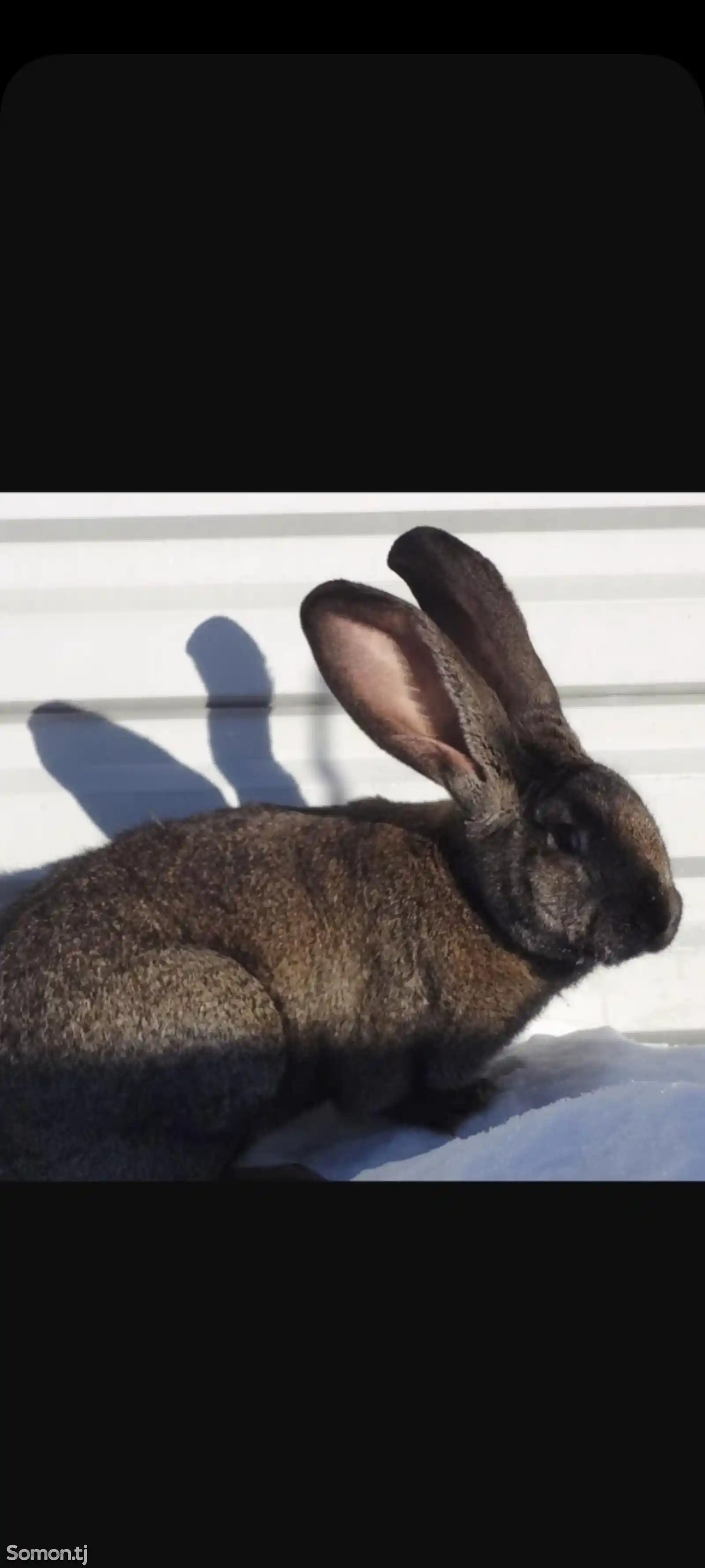 Кролик породы великан паннон-8
