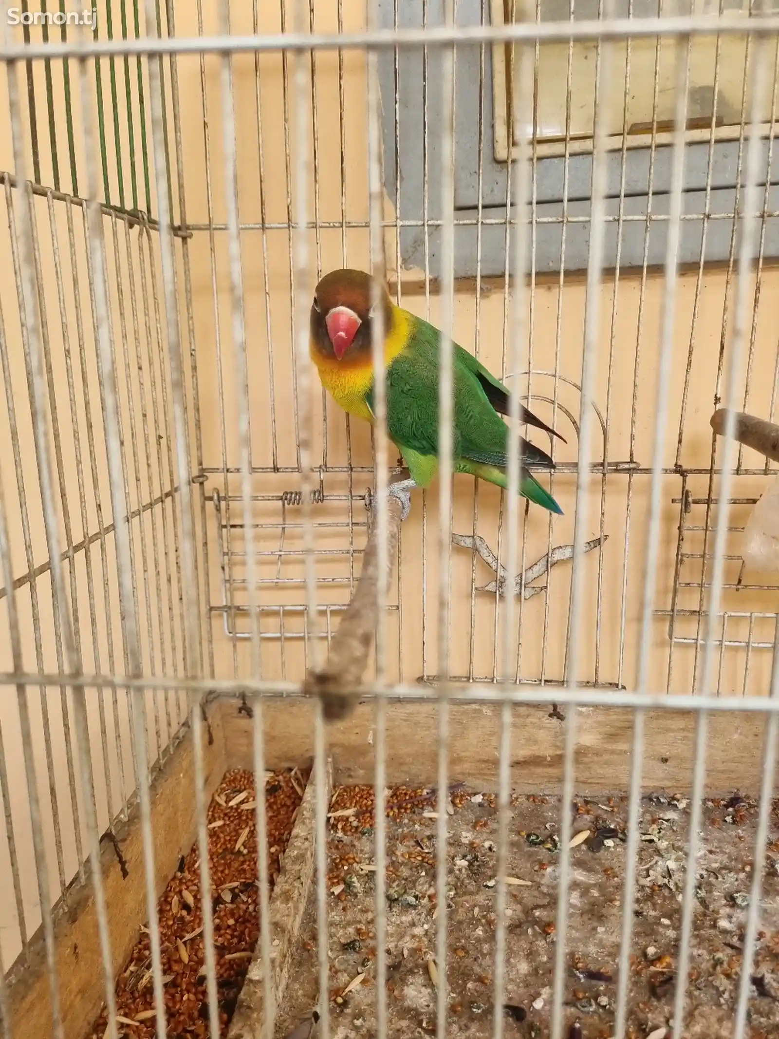 Попугай-2