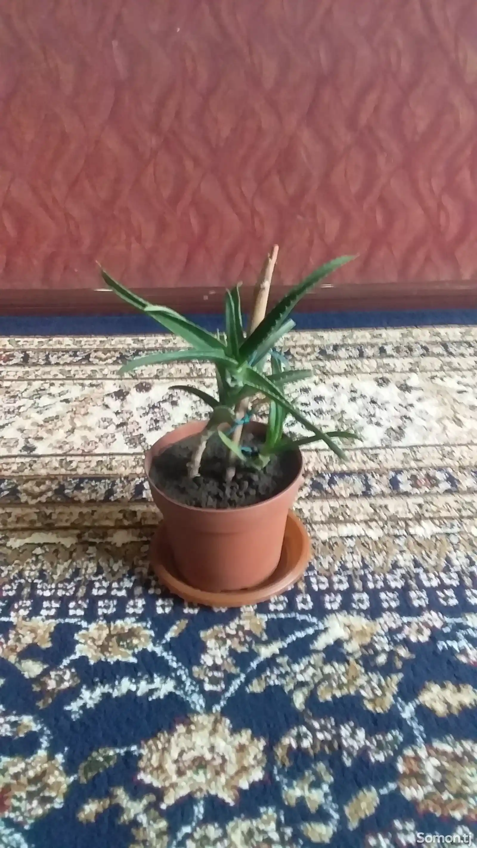 Растения Алоэ-1