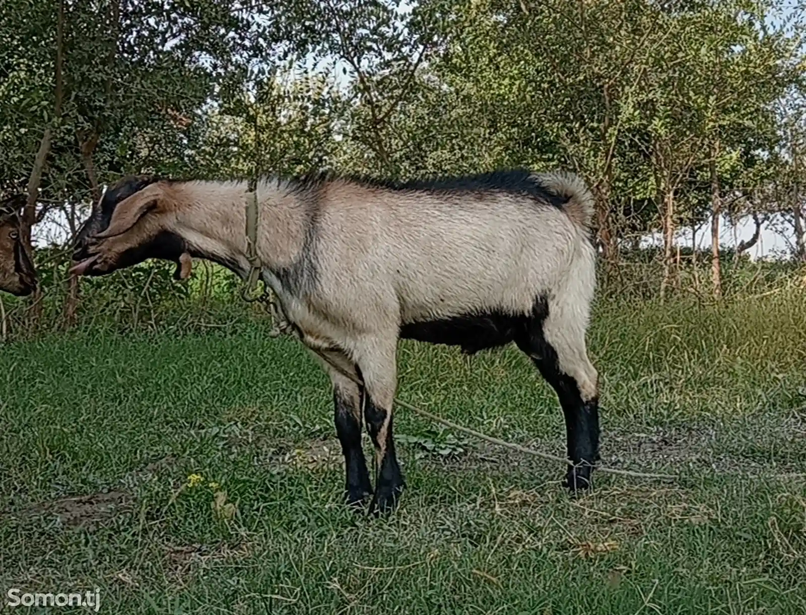 Такаи алпийски-4