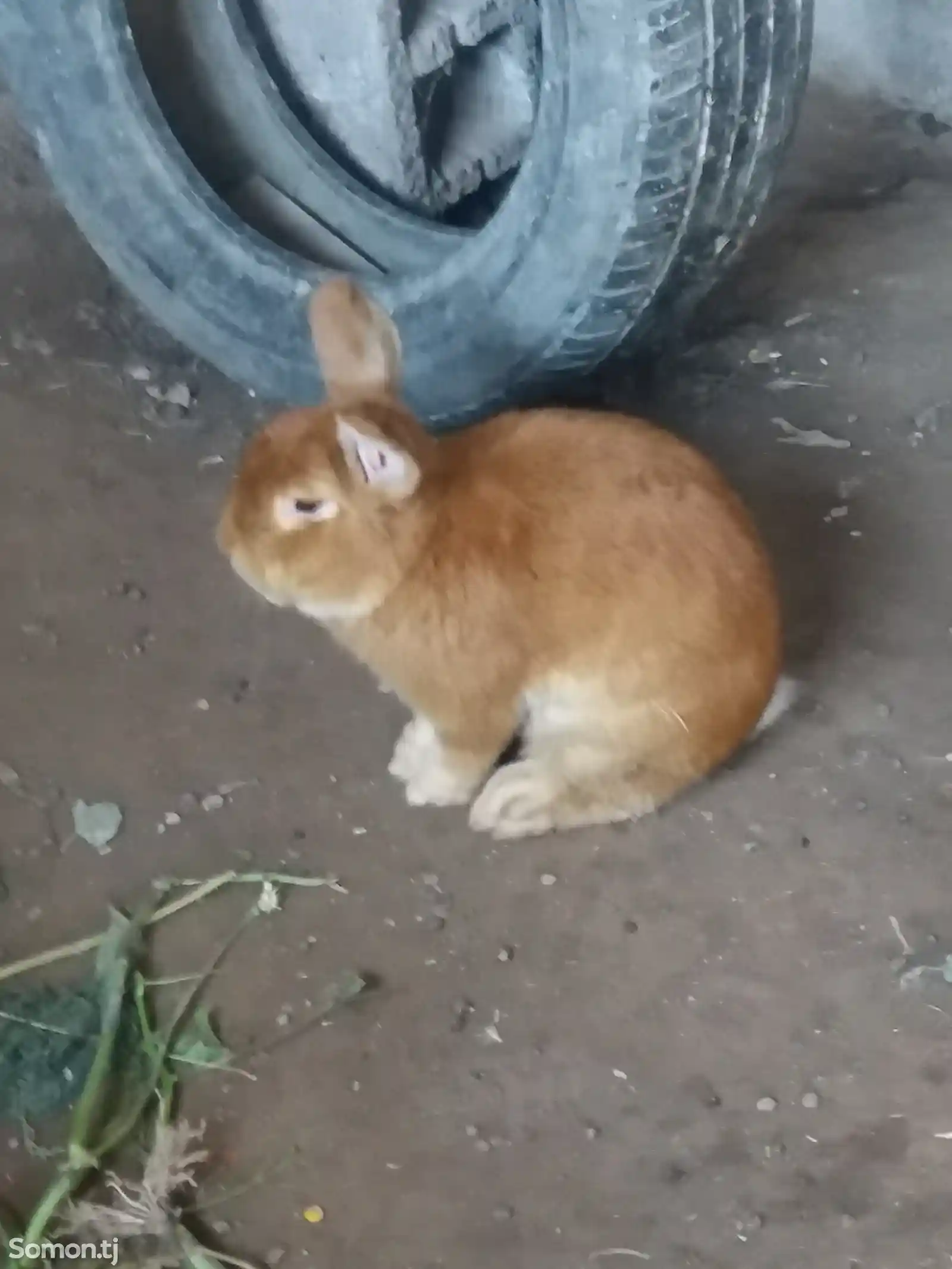 Кролик новозеландский-2