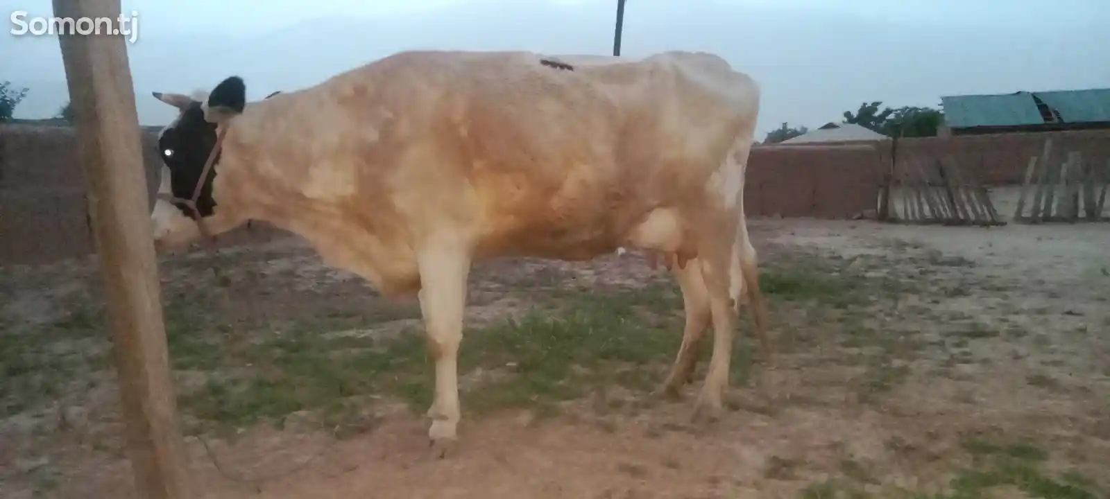 Корова-2