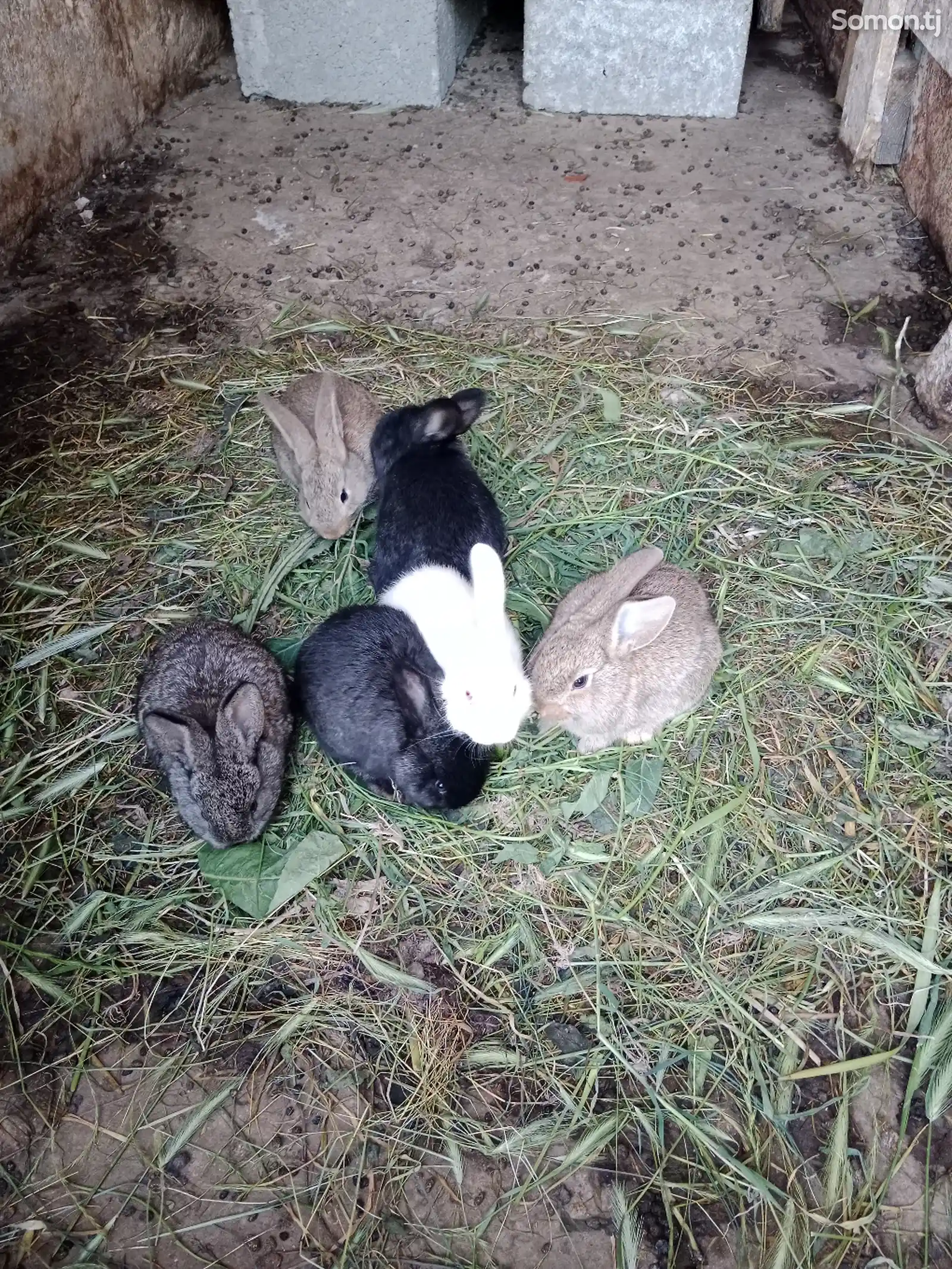 Кролики-4
