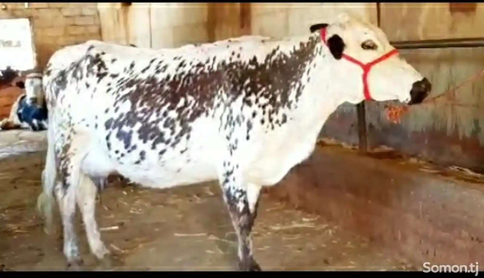 Корова-2