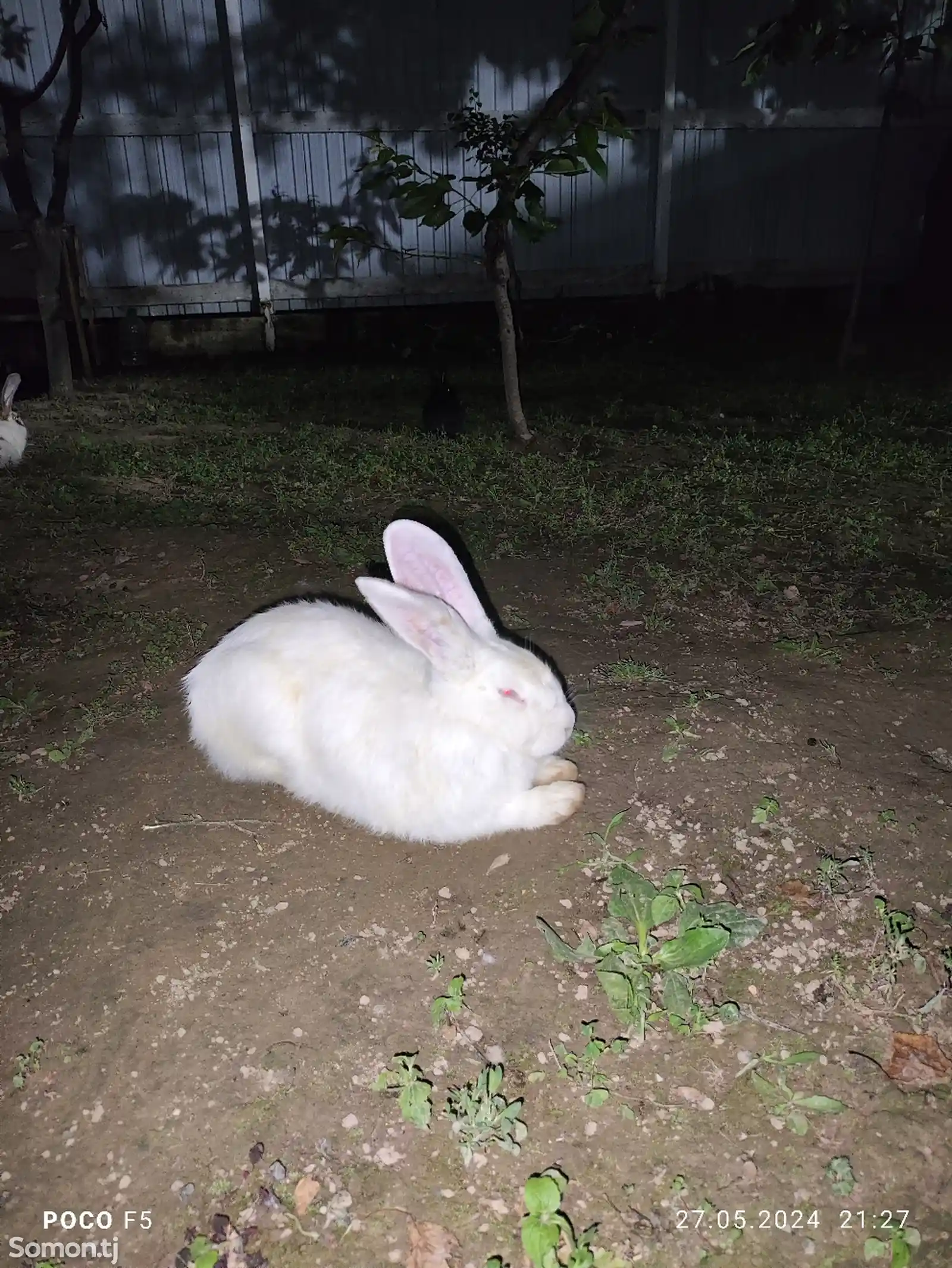 Кролик-6