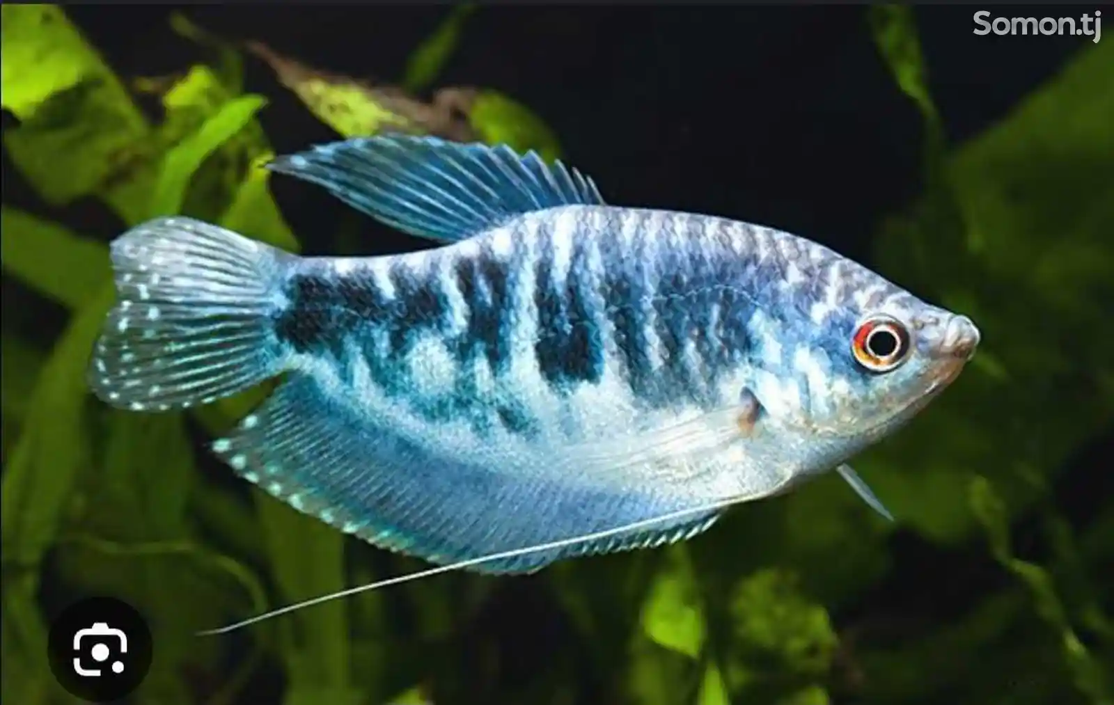 Рыба гурами-1