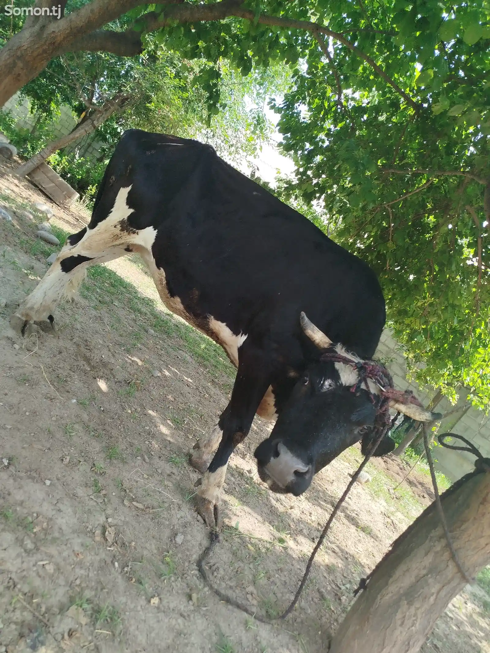 Корова чёрный пёрс-5