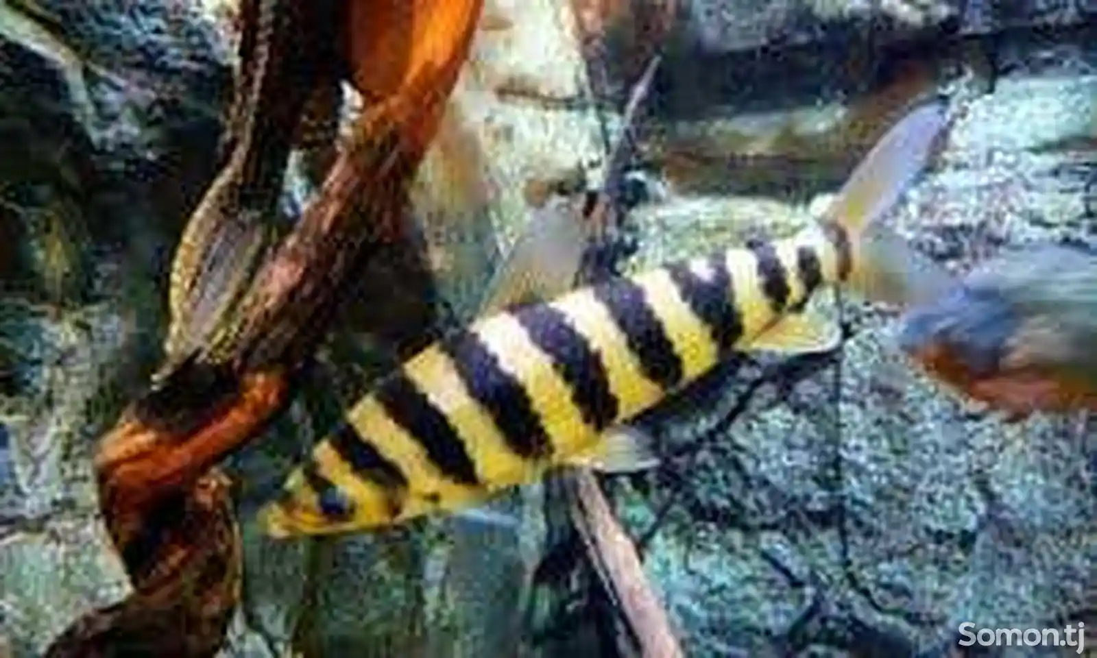 Рыбка Лепоринус-3