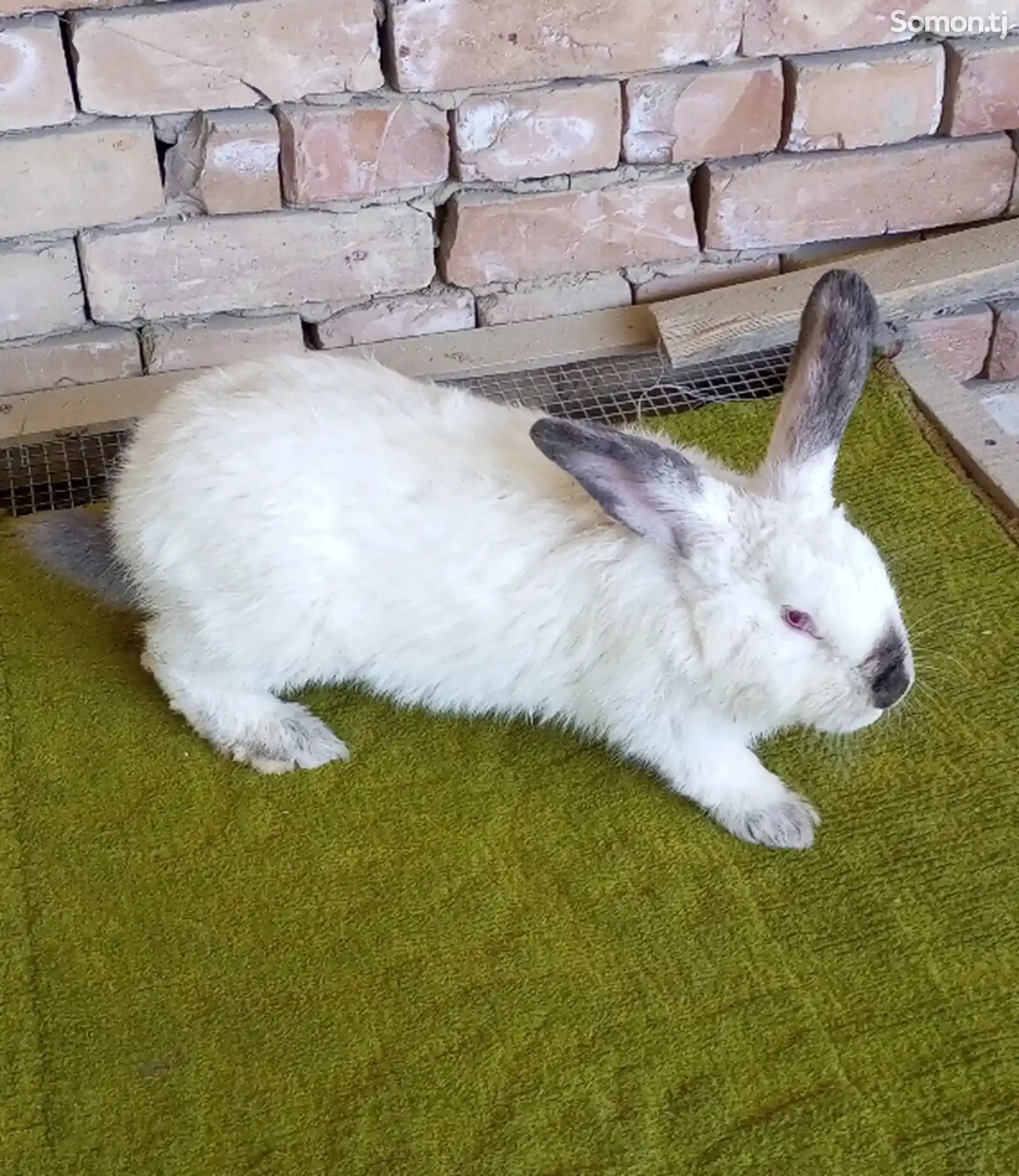 Кролик-2