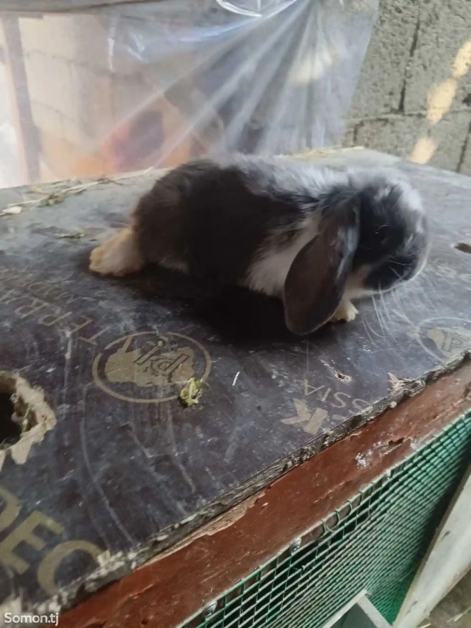 Кролик породы французский баран-13
