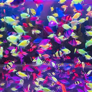 Рыбки Glo Fish