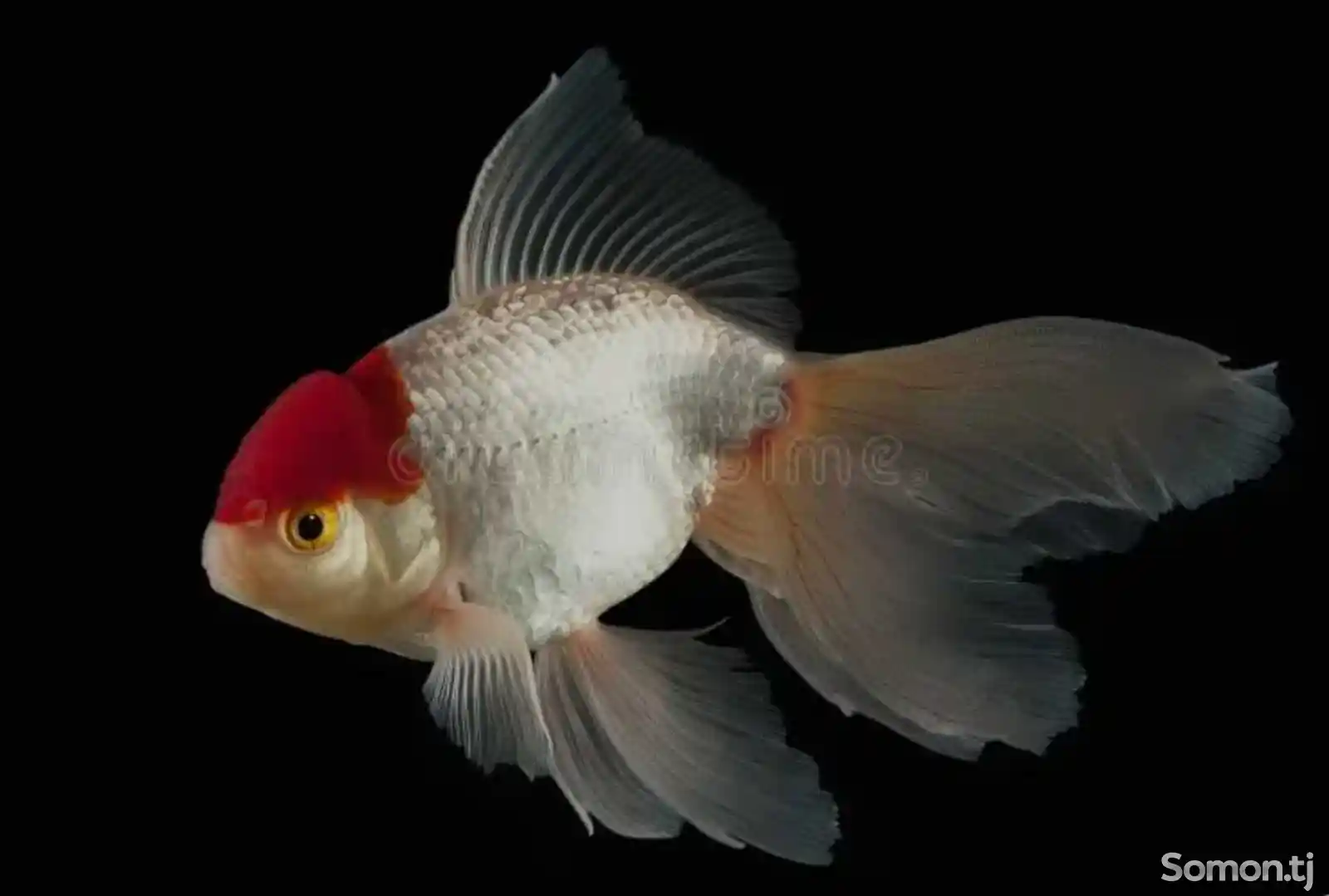 Рыбка красная шапочка
