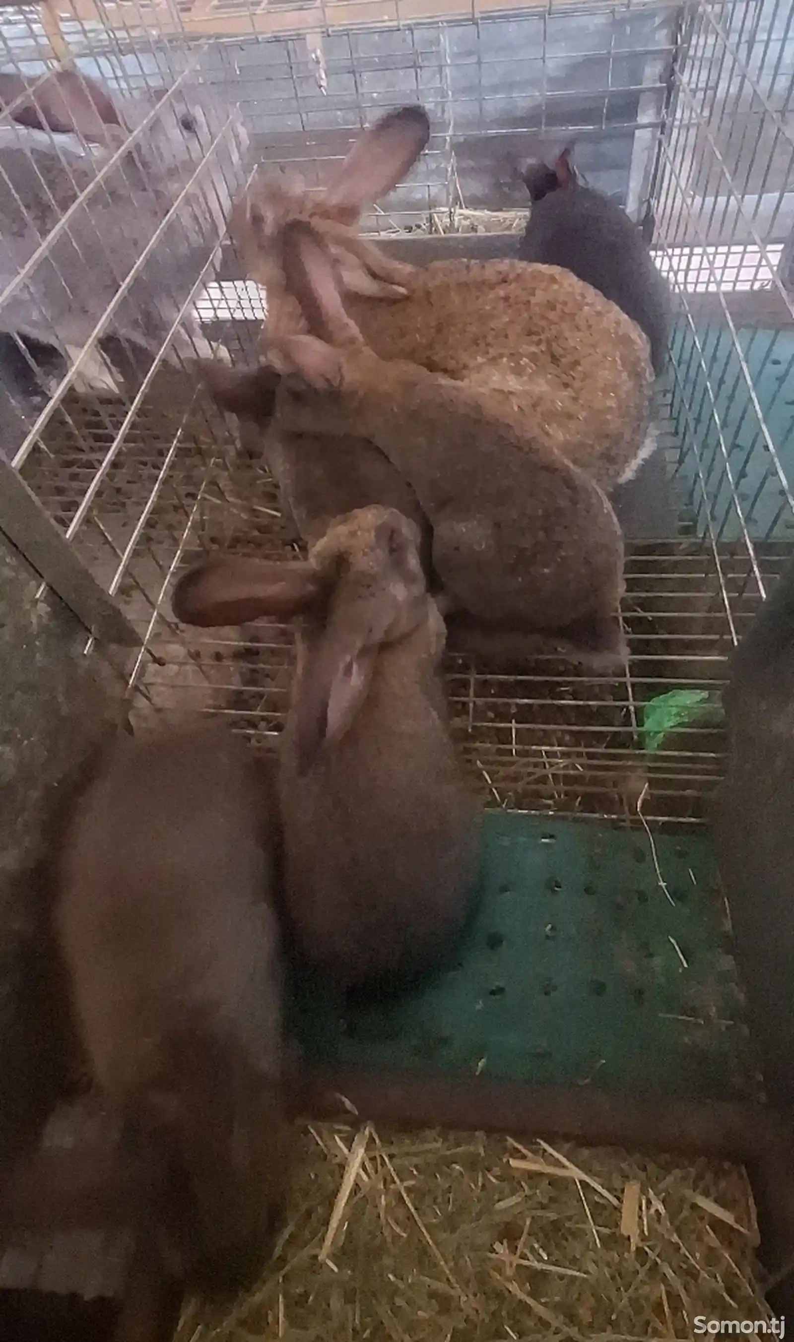 Кролик с крольчихой-6