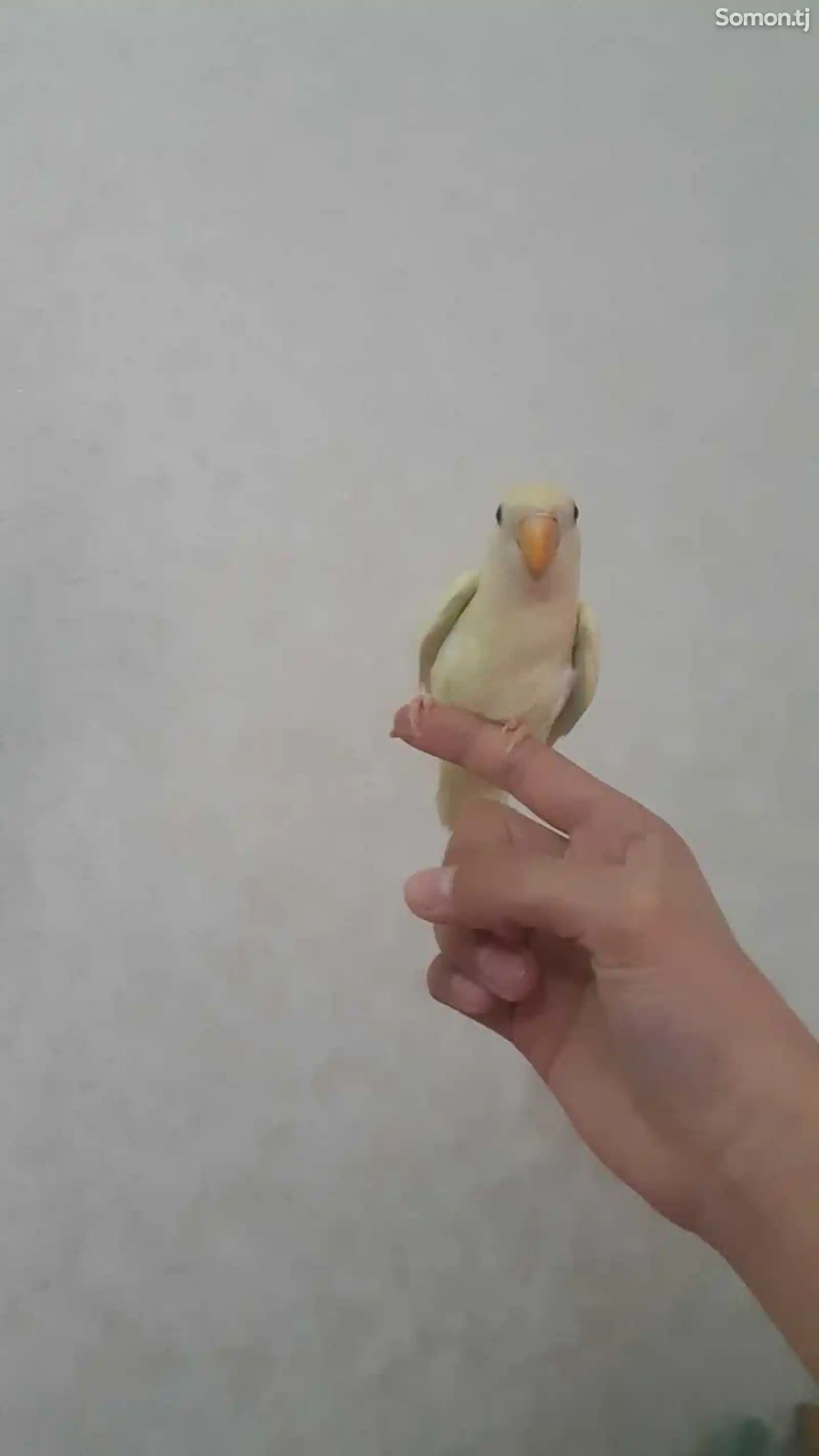 Ручной попугай-3
