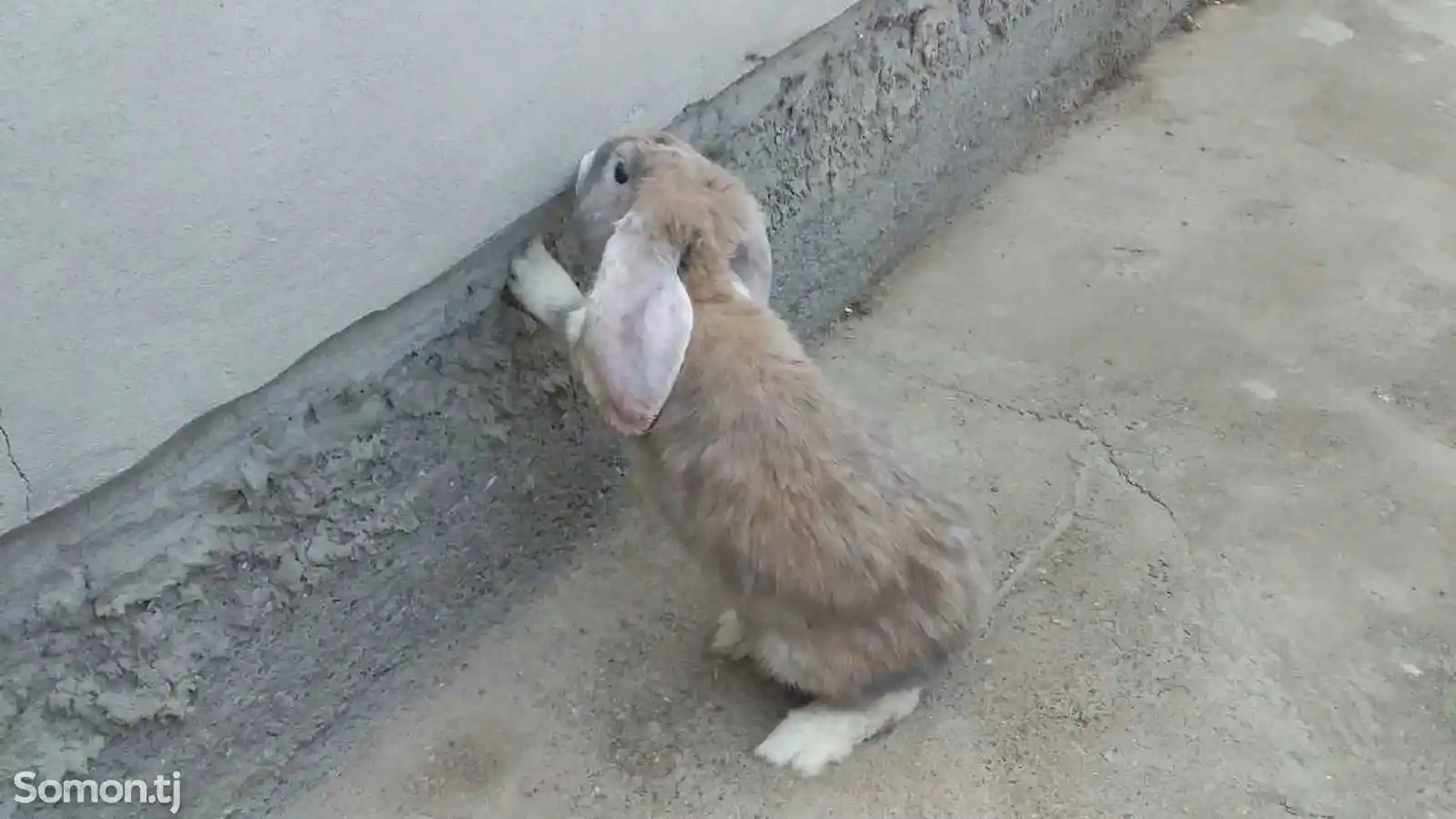 Кролик породы французский баран-1