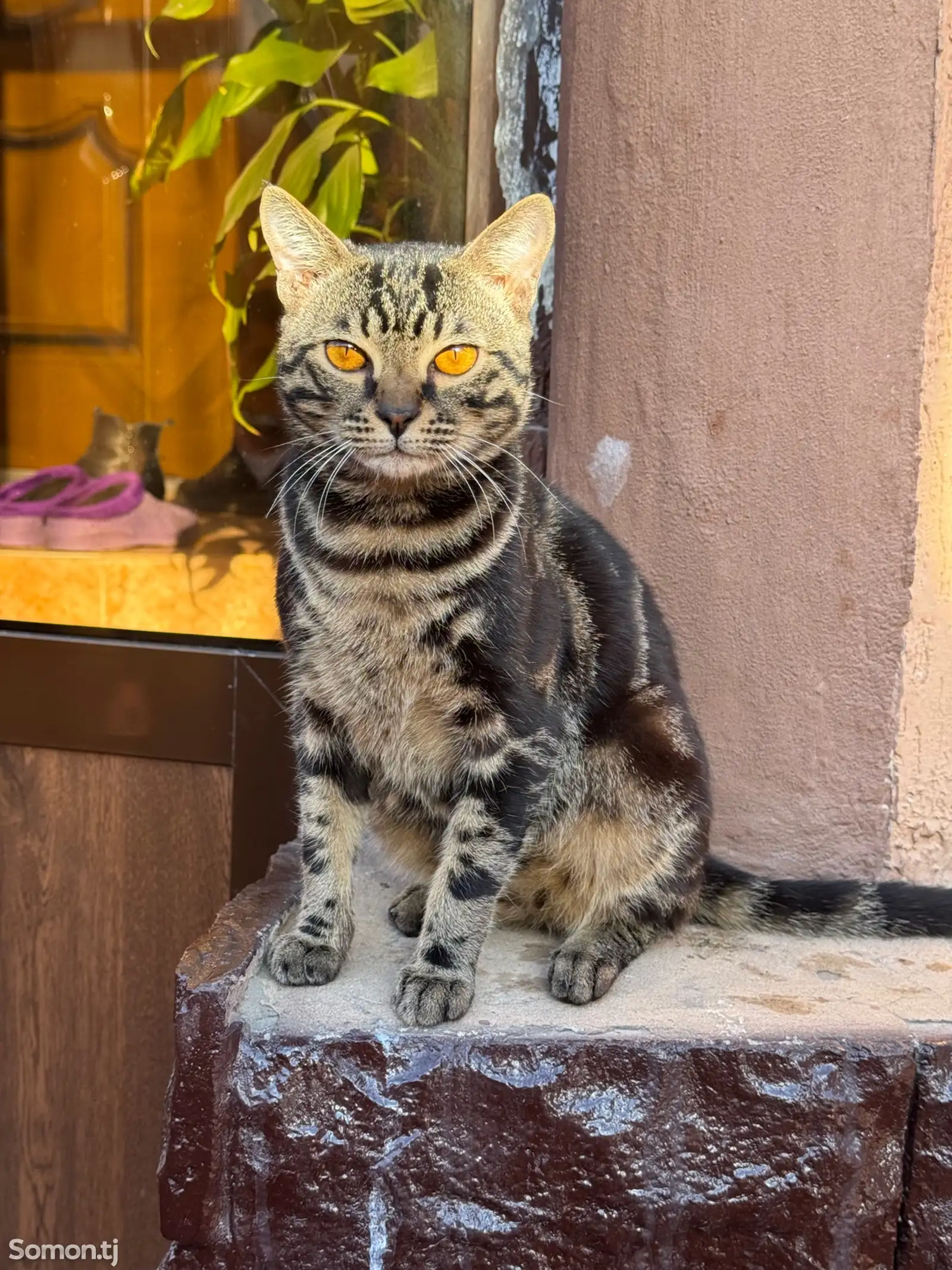 Бенгальский кот на вязку-1