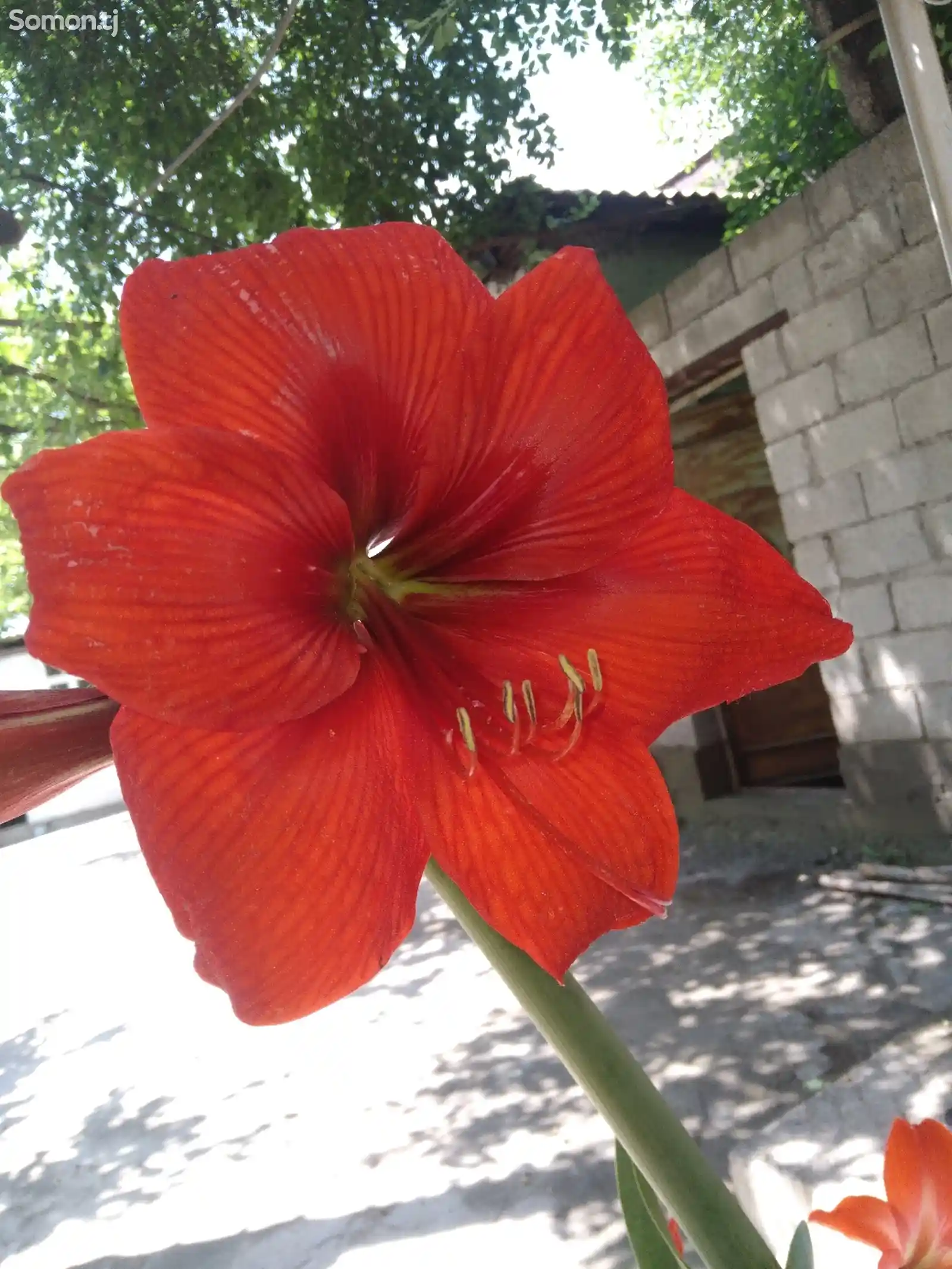 Цветок Амарилис-5
