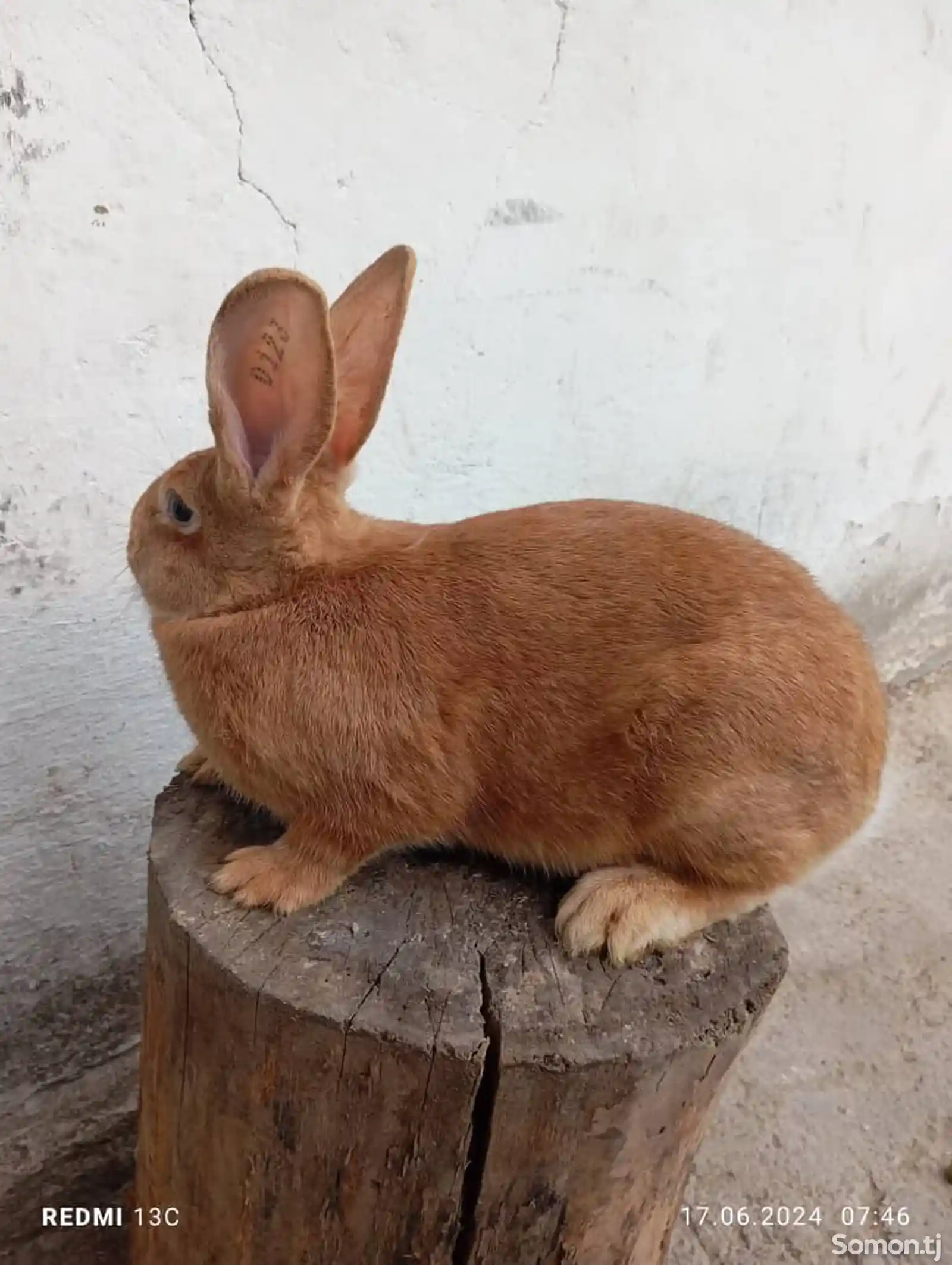 Бургунский кролик-1