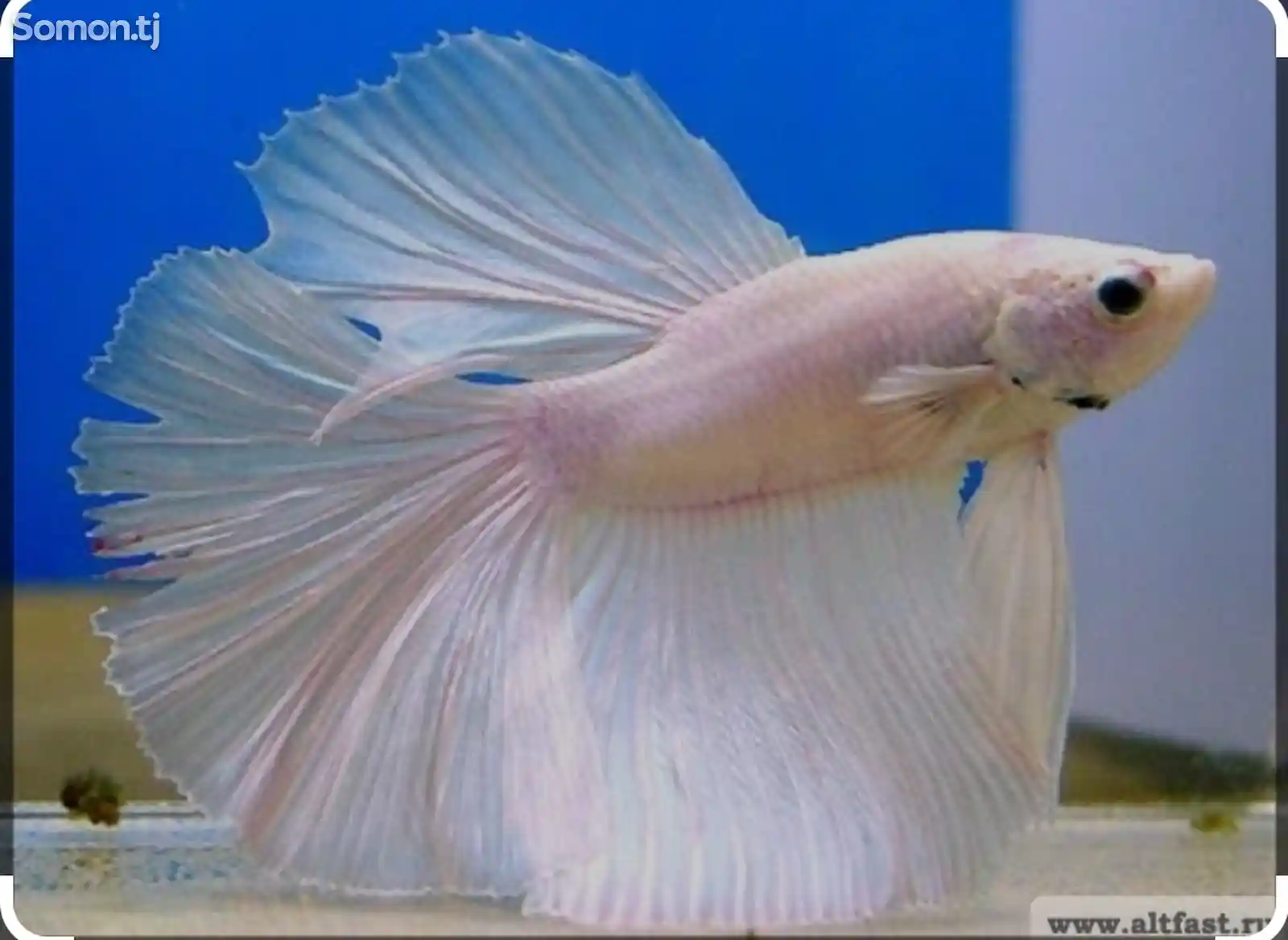 Рыбка Петушок белый-1
