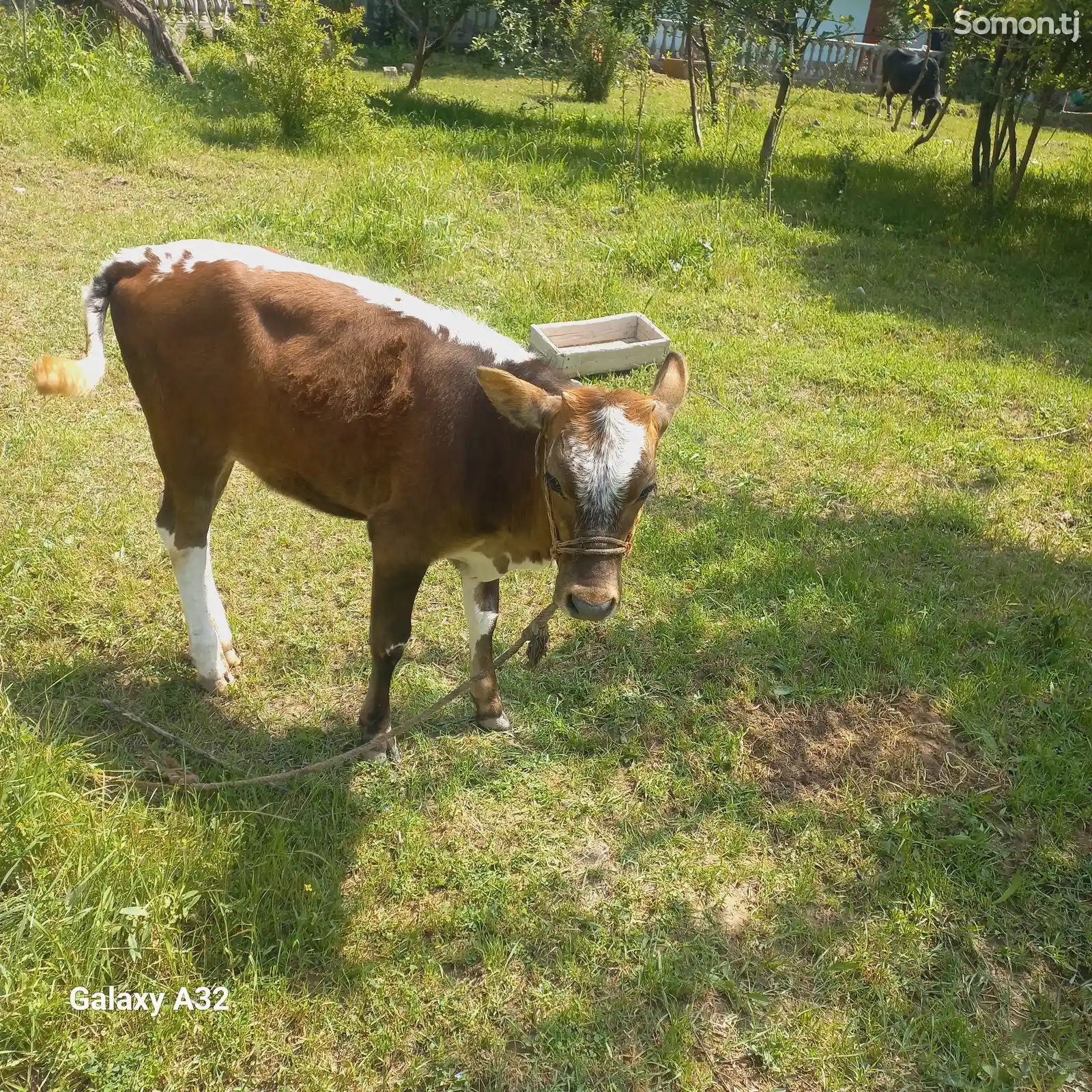 Корова-4