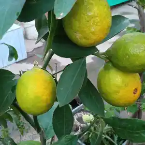 Дерево Лимона