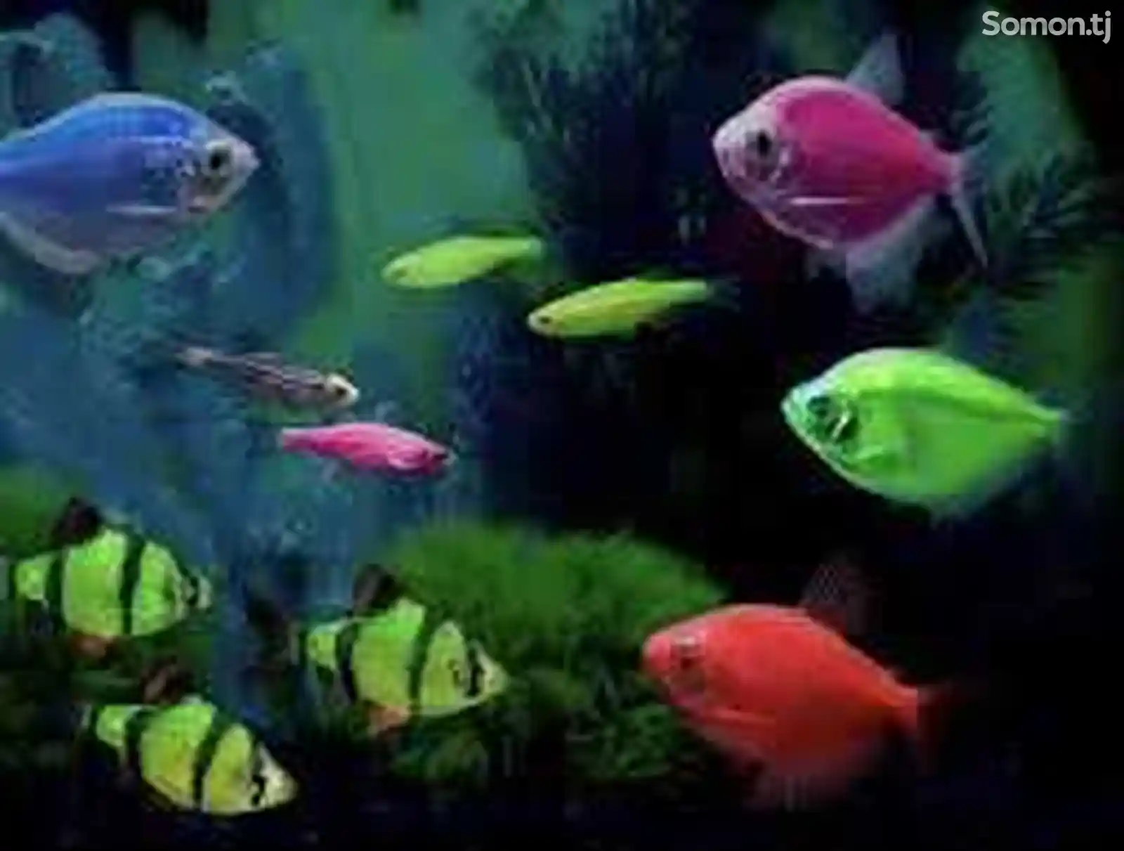 Аквариумные рыбки GloFish-1