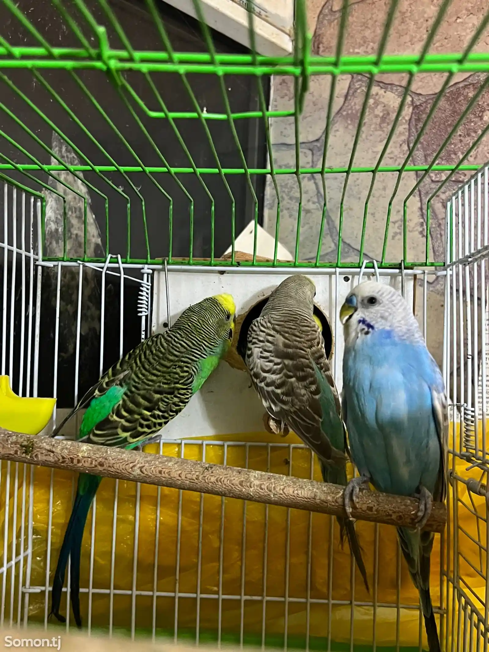 Волнистые попугаи-7