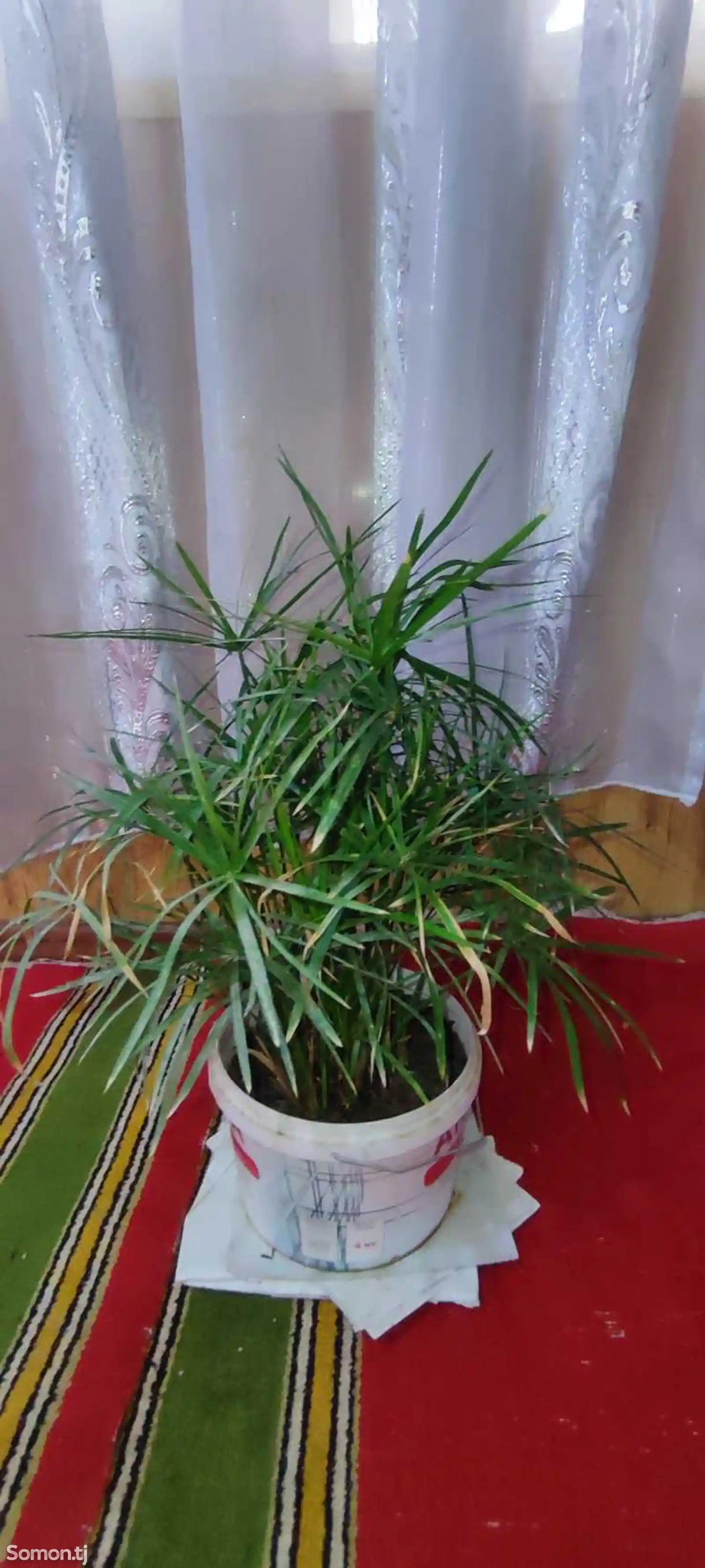 Комнатное растение Циперус-3