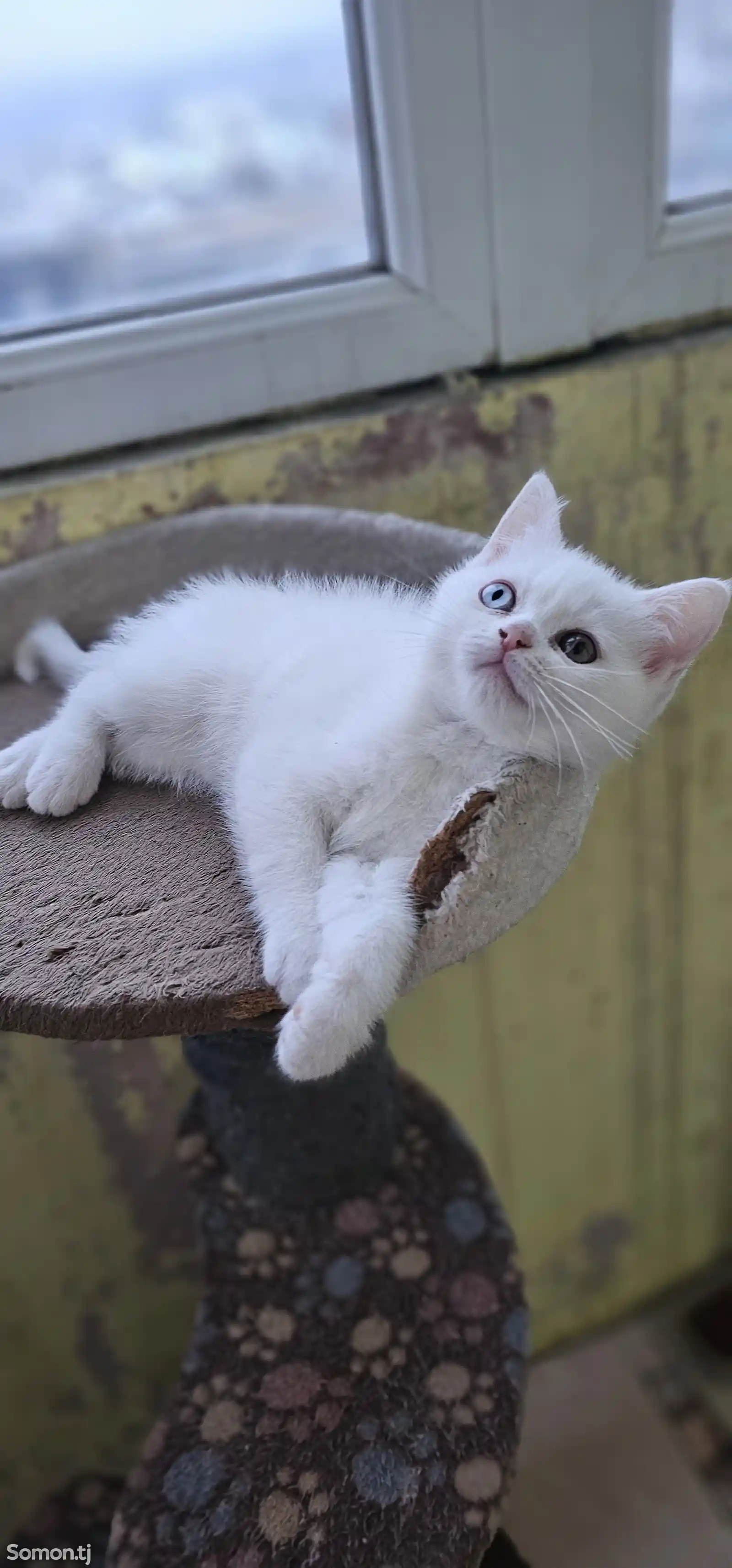 Шотландский белоснежный котёнок с разными глазами-2