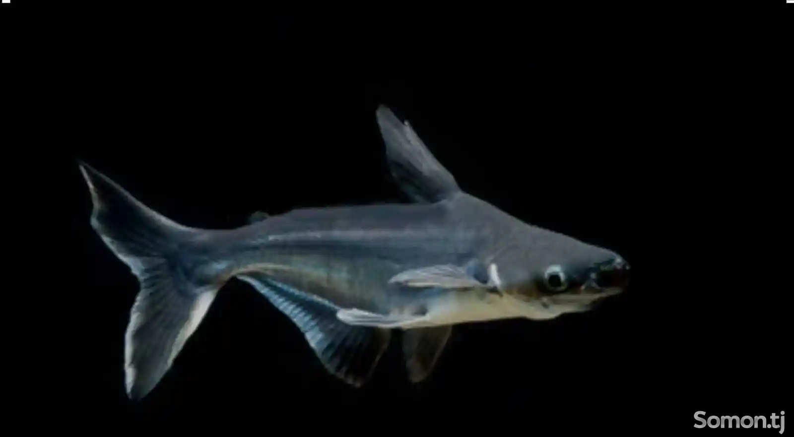 Рыбка Pangasius