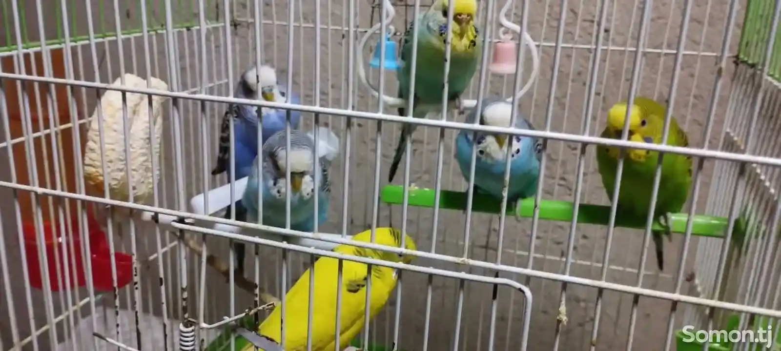Волнистые попугаи-3