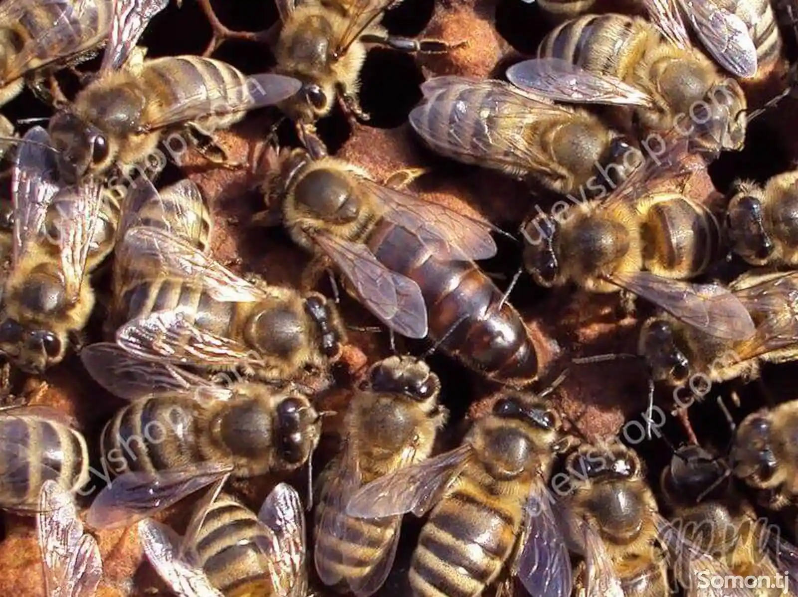 Пчеломатка-1