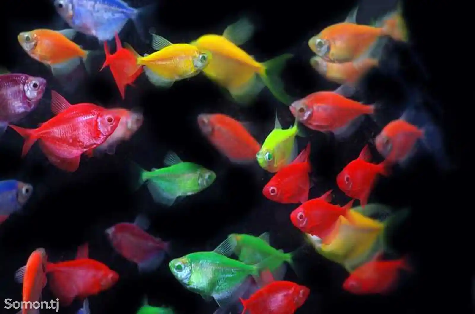 Флуоресцентные рыбки-5