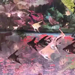 Рыбки Скалярики