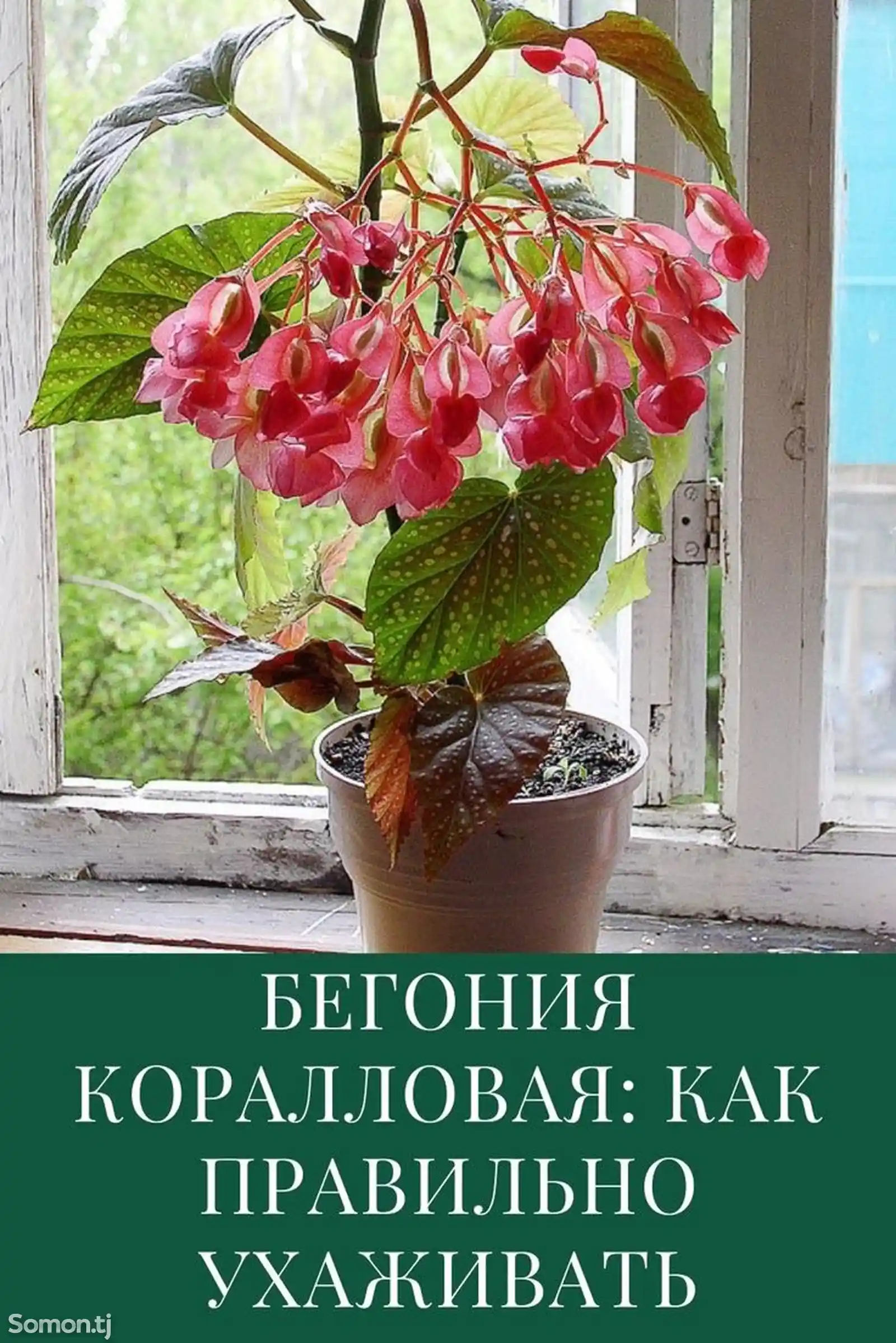 Бегония коралловая