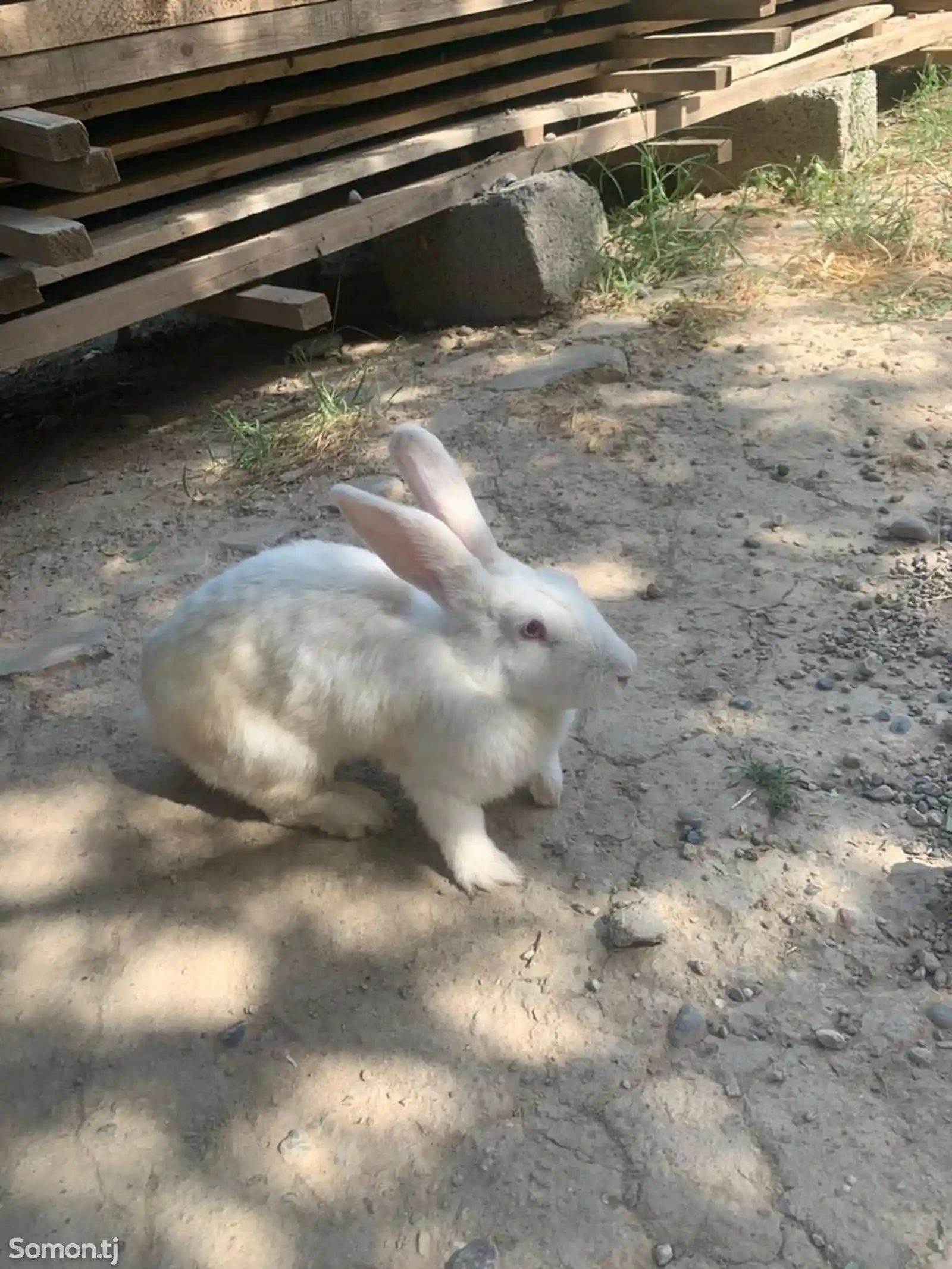 Кролик-5