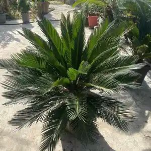 Пальма цикас