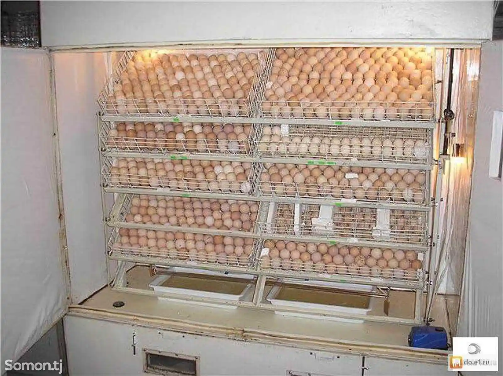 Яйца для Инкубации-1