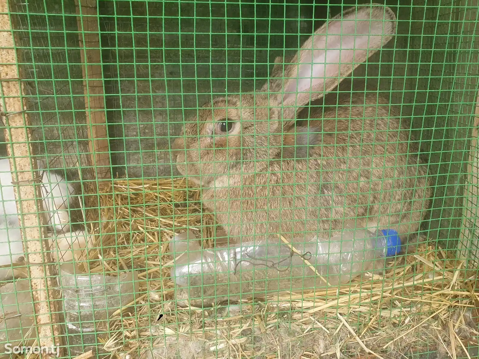 Кролик породы Фландр-2