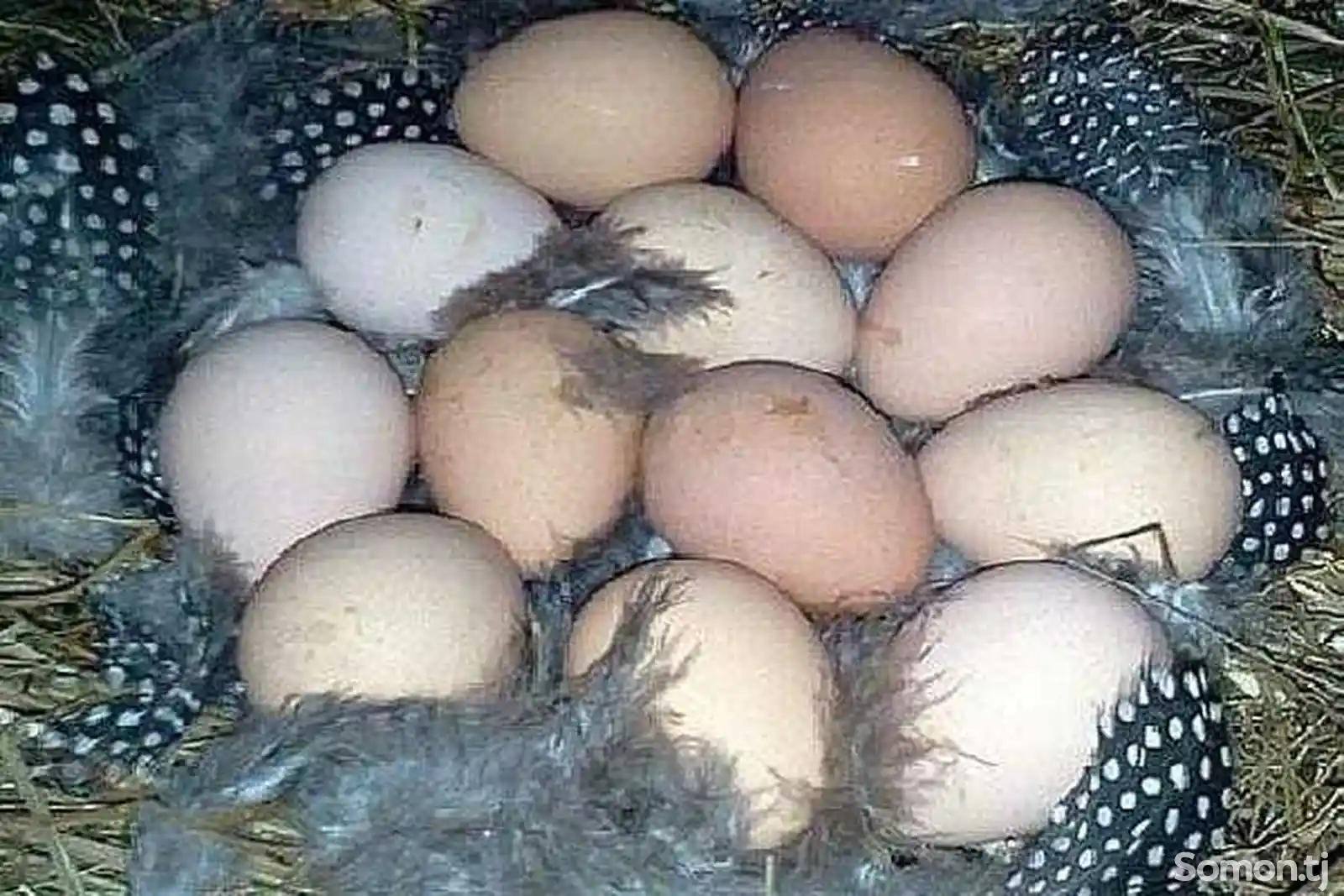 Яйца цесарок для инкубации-1