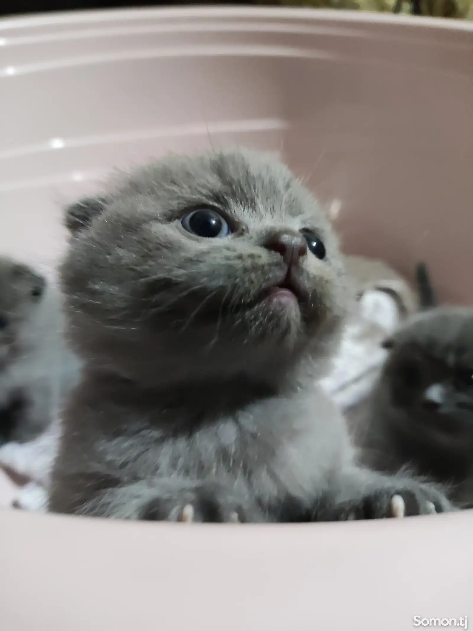 Породистые Шотландские вислоухие котята Блю-пойнт Scottish Fold Blue Point-1