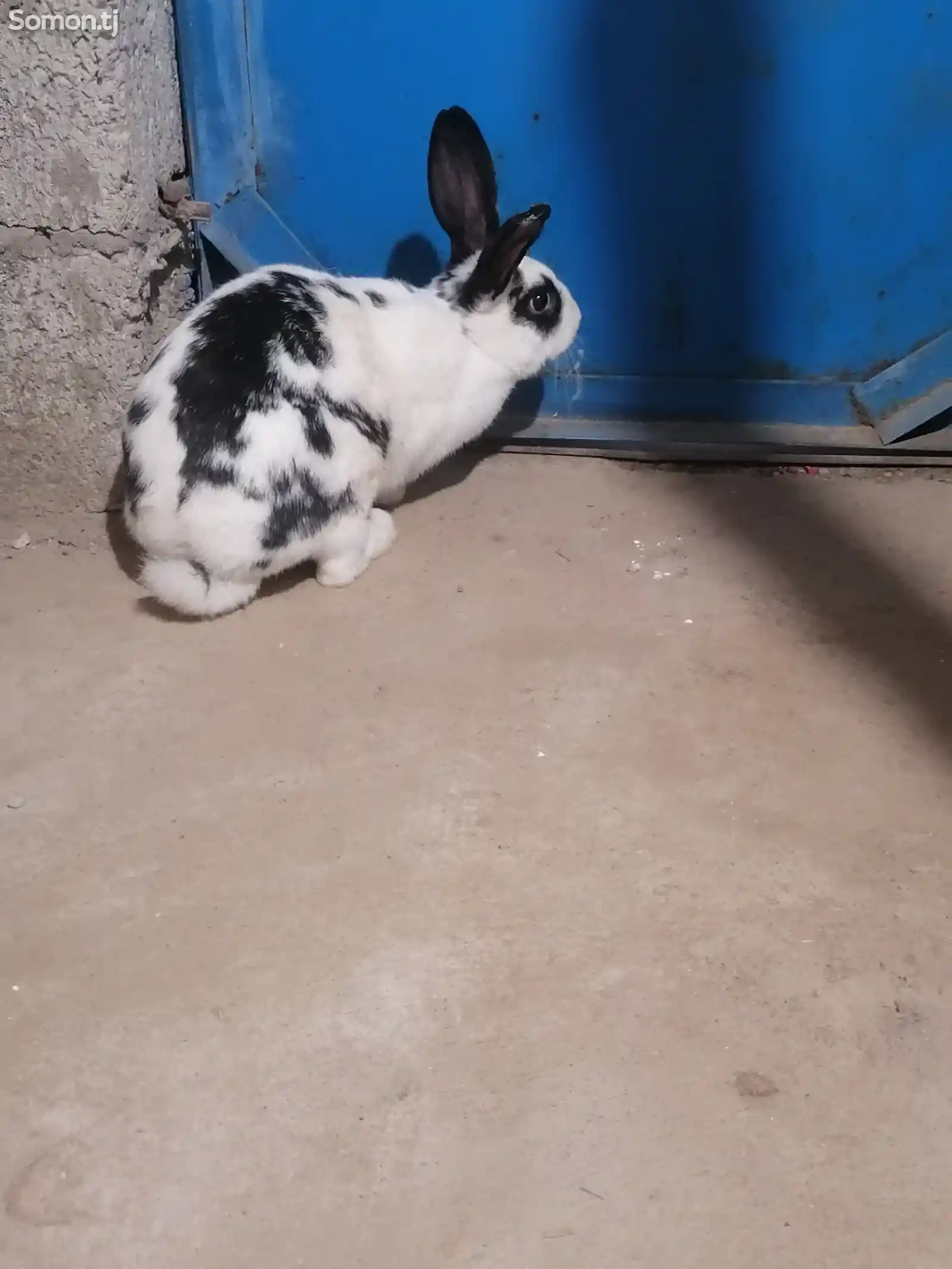 Кролики-2