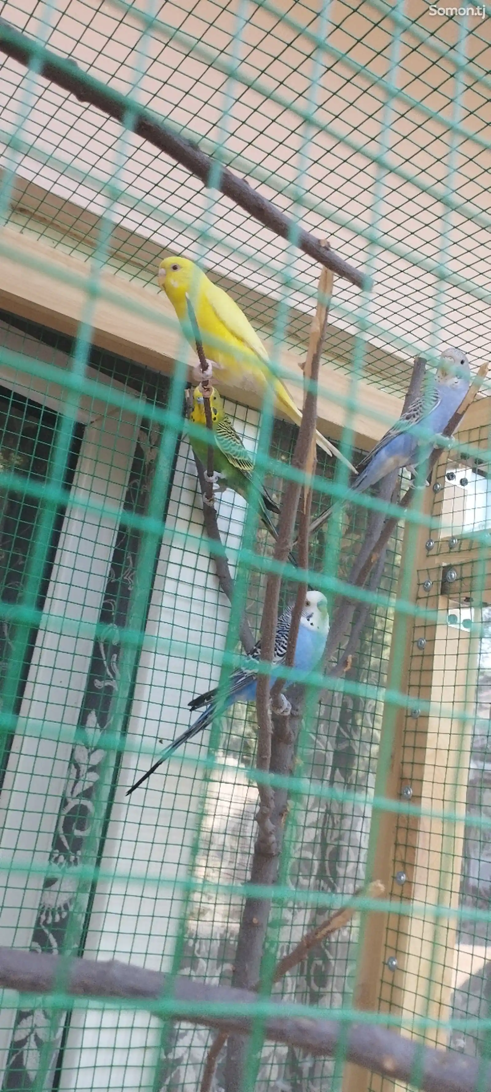 Волнистые попугаи с Вольером-2
