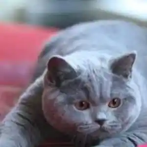 Прямоухий серый кот на вязку