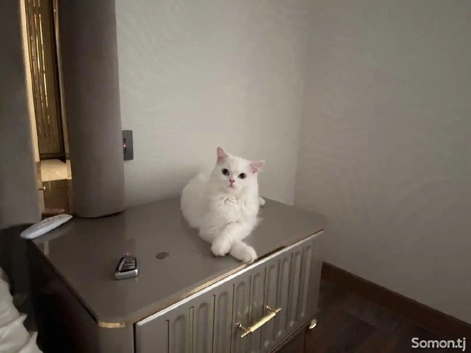 Белый котенок-4