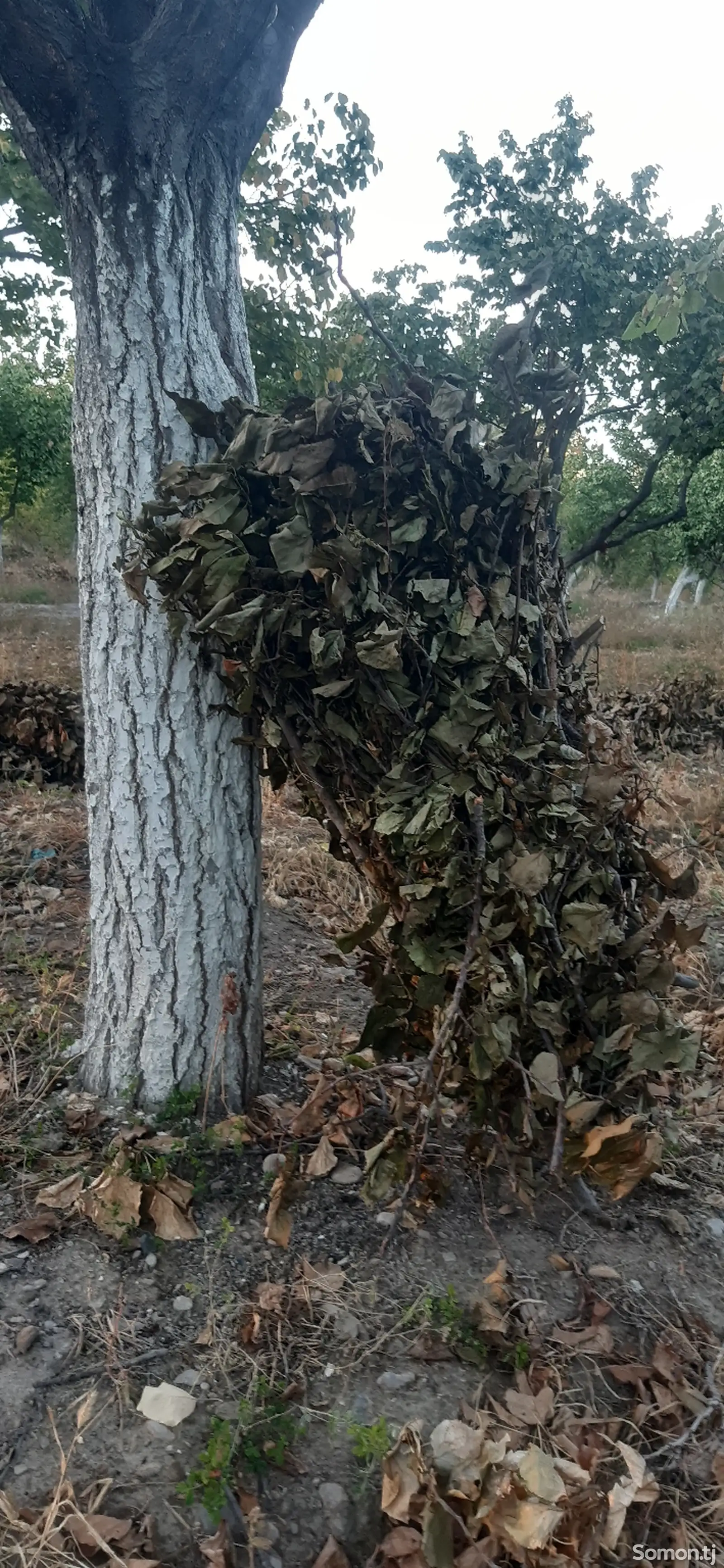 Хезуми хушки зардолу барои танур-1